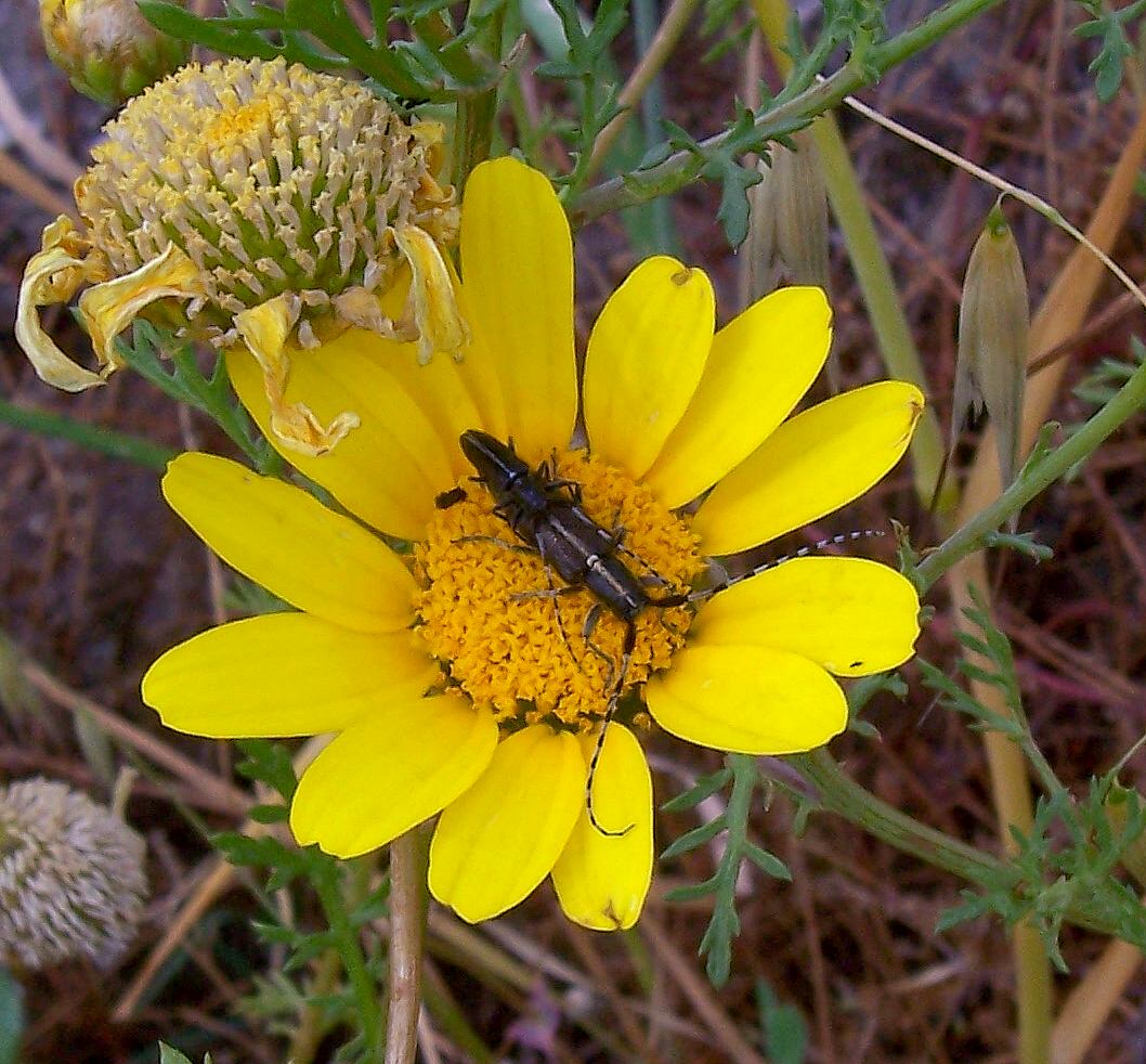 Tre coleotteri da identificare